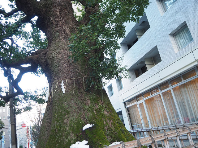 本郷の名木に見守られる“看板のない”レストラン