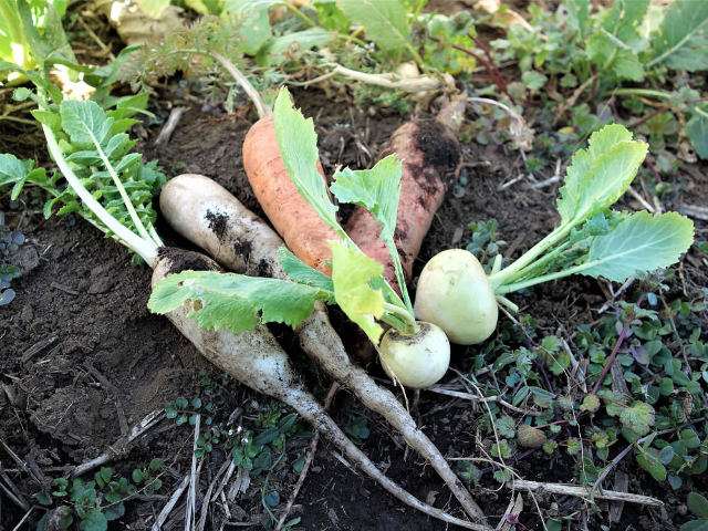 善き野菜に善き生産の場はあり！ 江戸東京野菜の牽引者